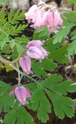 This is a photo of Dicentra formosa, Pacific  Bleeding Heart, showing more detail of the flowers and leaves. - grid24_24