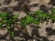 Ribes divaricatum, Spreading Gooseberry, here produces delicate magenta (sepals) and white (petals) flowers, in small clusters along the stem.  - grid24_3