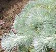 A closeup of the leaves and stems of Artemisia pycnocephala "Davids Choice",  Beach Sandwort, a low-growing, compact selection of the species.  - grid24_3