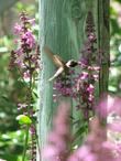 Stachys chamissonis, Magenta Butterfly Flower with an Anna Hummingbird. - grid24_3