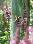 Stachys chamissonis, Magenta Butterfly Flower with an Anna Hummingbird. - grid24_24