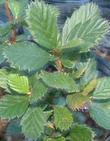 Cercocarpus minutiflorus San Diego Mountain Mahogany - grid24_3