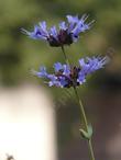 Salvia clevelandii Alpine flower, and it smells good too. - grid24_24