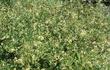 Lonicera subspicata denudata, San Diego Honeysuckle as a groundcover - grid24_24