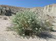 Lepidium fremontii, Desert Alyssum, is the sentinel in this Mojave desert vignette.  - grid24_24