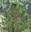 This is a specimen of Pinus attenuata, Knobcone Pine, in its native habitat in central California, of mixed evergreen forest.  - grid24_3