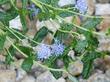 Ceanothus hearstiorum  flowers are small but showy in their flat way. - grid24_3