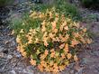 Agoura Monkey flower. This plant is two foot across, one foot high, no water and about 15 years old. Still alive at 25 years. - grid24_3