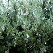 An old picture of Arctostaphylos myrtifolia - grid24_3
