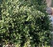 Rhus integrifolia, Lemonade Berry as bush. - grid24_3
