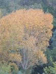 a Populus fremontii ,Carrizo Fremont Cottonwood tree - grid24_24