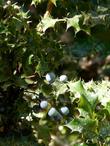 Mahonia aquifolium.hollyleaved barberry, holly mahonia, Oregon grape holly berries. - grid24_24