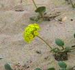Abronia latifolia, Yellow Sand Verbena, surviving in blowing, drifting sand of the coastal dunes of central California.  - grid24_3