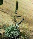 Petrophytum caespitosum, Rock Spiraea, is a mountain plant.  - grid24_24