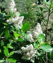 The pale blue flowers really do not come out when photographed. Maybe with the right camera and lens, and a good photographer. - grid24_3