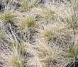 Puccinellia nuttalliana,  Nuttall's alkali grass in dormant state - grid24_24