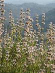 Salvia mellifera, Black sage looking down on Las Pilitas Nursery. - grid24_3