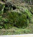 Polypodium hesperium Western Polypody - grid24_3