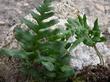 A closeup photo of Polypodium californicum, California Polypody, so you can see the detail of the fronds. - grid24_3