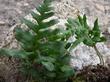 A closeup photo of Polypodium californicum, California Polypody, so you can see the detail of the fronds. - grid24_24