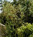 Holly Leaf Cherry, Prunus ilicifolia with cherries - grid24_3
