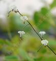 Vancouveria hexandra Inside out flowers - grid24_3
