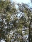 Pinus torreyana, Torrey Pine, a rare pine, grows in the south coastal areas of California.  - grid24_24