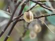 Ptelea crenulata, Western Hop tree with seed - grid24_3