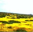 In this very old photo, circa 1980, Lasthenia glabrata, Goldfields, is here living up to its name, in the shadscale scrub of the Carrizo Plains, San Luis Obispo county, California. - grid24_24