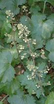 Heuchera maxima, Island Alum Root, grows only on the Channel Islands of California.  - grid24_3