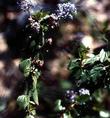 Ceanothus tomentosus olivaceus has smaller leaves than regular Ceanothus tomentosus - grid24_3
