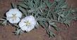 Oenothera californica, California  Evening primrose out in Onyx - grid24_3