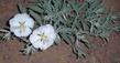 Oenothera californica, California  Evening primrose out in Onyx - grid24_24