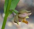Epipactis gigantea, Stream Orchid side view of flower - grid24_3