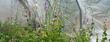 Sidalcea neomexicana, Checkers look like a pink party. - grid24_3