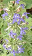 In this photo you can see more detail of the flowers and inflorescence of Lobelia dunnii var. serrata, Dunn's Lobelia. - grid24_3