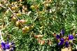 Dalea (Psorothamnus) fremontii, Indigo Bush, is an intensely blue- flowered shrub of the mountains of the California desert .  - grid24_3