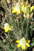 Platystemon californicus, Cream Cups are a little cup of cream on a yellow saucer. - grid24_24