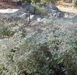 Eriogonum giganteum, St. Catherine's Lace - grid24_3