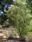 A young tree of Chilopsis linearis, Desert Willow, in the Santa Margarita nursery garden. - grid24_3