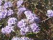 Phacelia tanacetifolia Lacy Phacelia - grid24_3