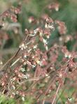 Heuchera hirsutissima, Idyllwild Rock Flower, is one of the most beautiful small perennials for a rock garden.  - grid24_24