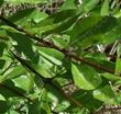 This photo shows the leaves and stems of Forestiera neomexicana, Desert Olive, in more detail.  - grid24_24