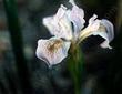 Iris munzii, Tulare Lavender Iris, has big, beautiful lavender flowers, and grows in sunny, moist spots. - grid24_3