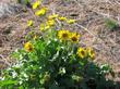 Balsamorhiza sagittata, Arrowleaf balsamroot at about 6500 ft in the Sierras - grid24_24