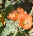 Sphaeralcea ambigua, Desert Mallow with little insect in flower. - grid24_24