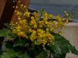 Mahonia piperiana x M.aquifolium x M. amplectans, Golden Abundance flowers. We sometimes grow this because some cutomers like the big flower show. - grid24_3