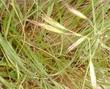Danthonia californica, California Oat Grass,  is a coarse grass that is growing here in a sunny, moist opening in a pine forest, California.  - grid24_3