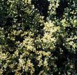 A very old photo of Purshia stansburiana, Cliff Rose, taken in 1987.  - grid24_3