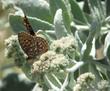 Eriodictyon tomentosum Woolly Yerba Santa, with Variable Checkerspot butterflies - grid24_3